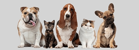 RAC Pet Insurance, Dog insurance, Cat insurance